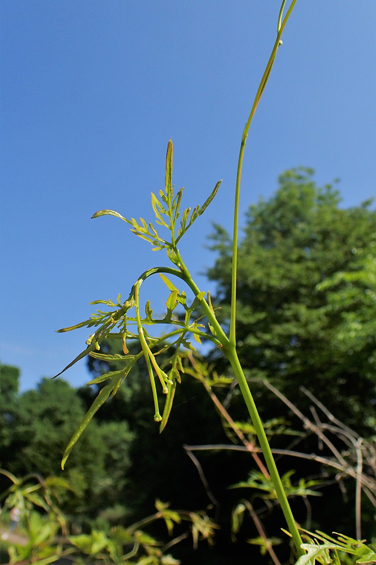 Monkshoodvine: Ampelopsis aconitifolia in Botanical garden in Vácrátót