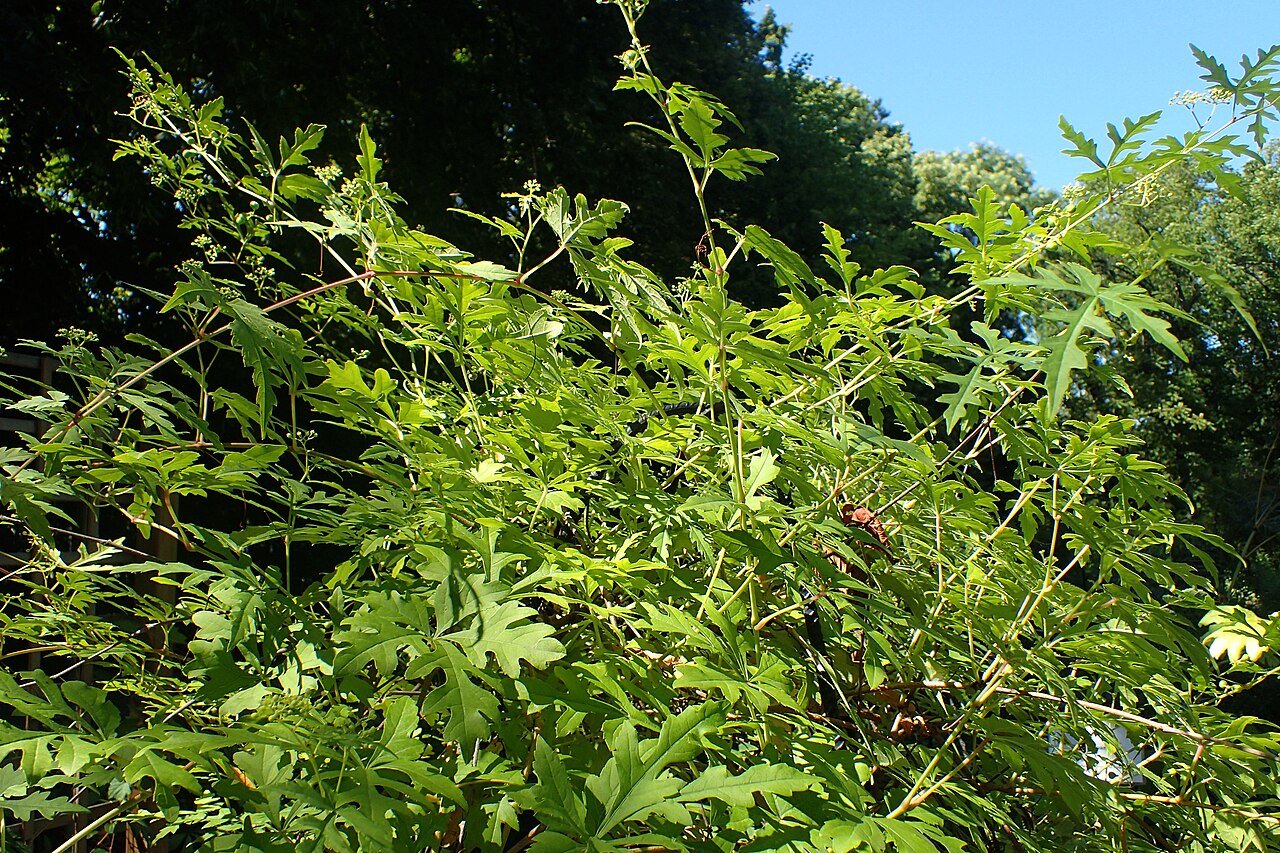 Monkshoodvine: Ampelopsis aconitifolia in Warsaw University Botanical Garden