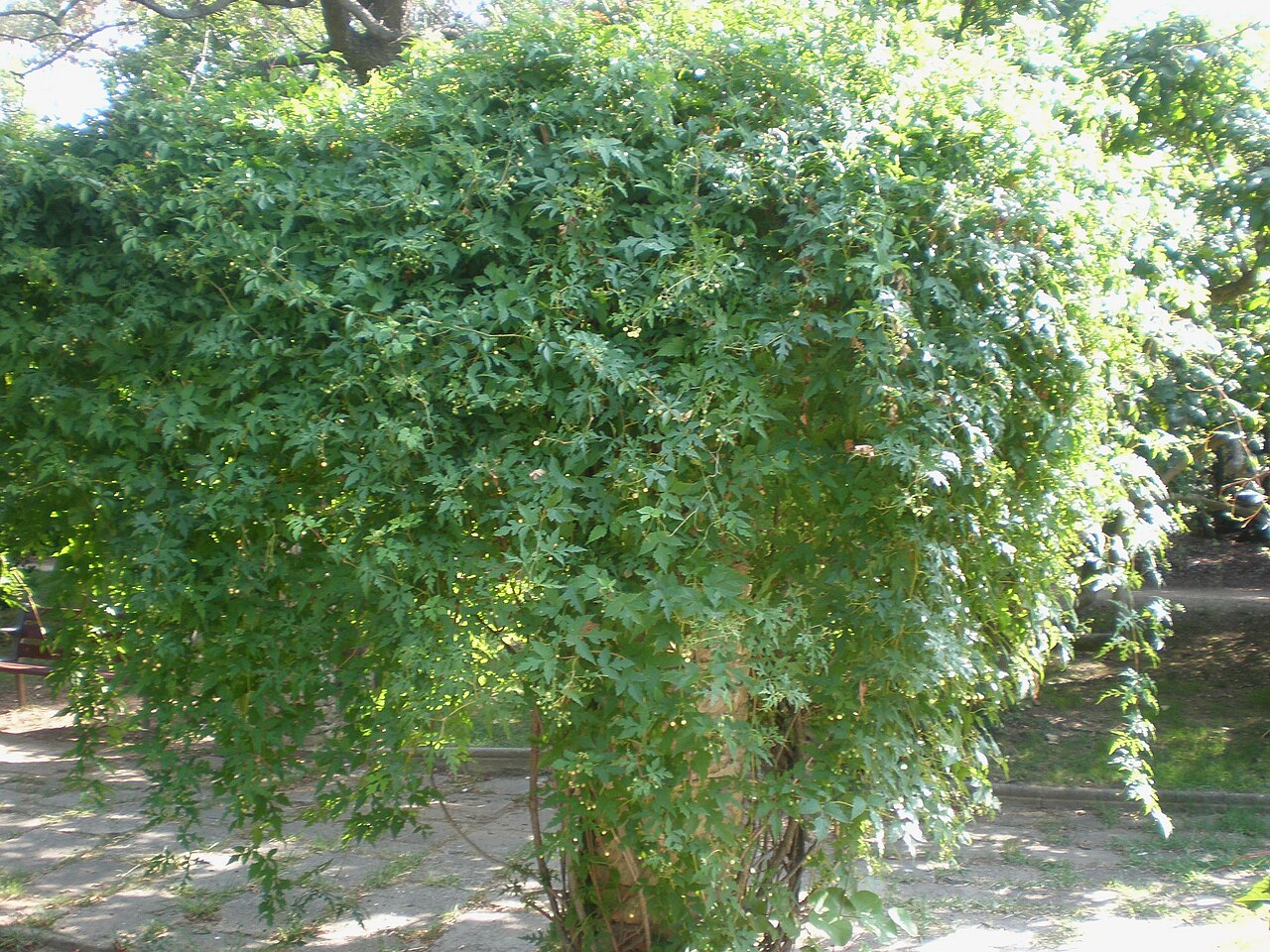 Monkshoodvine: Jardines de Aclimatación, Montjuïc, Barcelona.