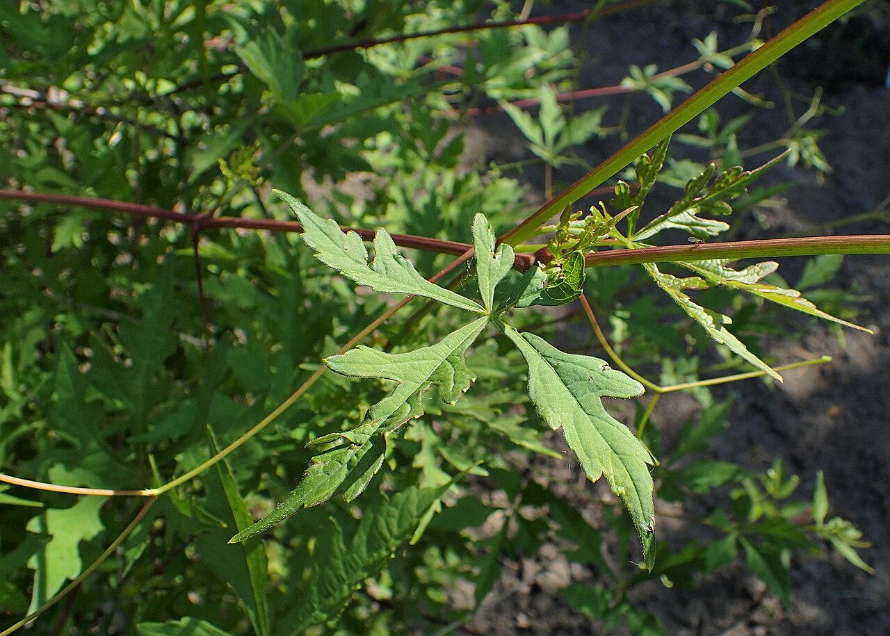 Monkshoodvine: Ampelopsis aconitifolia in Botanical garden in Vácrátót