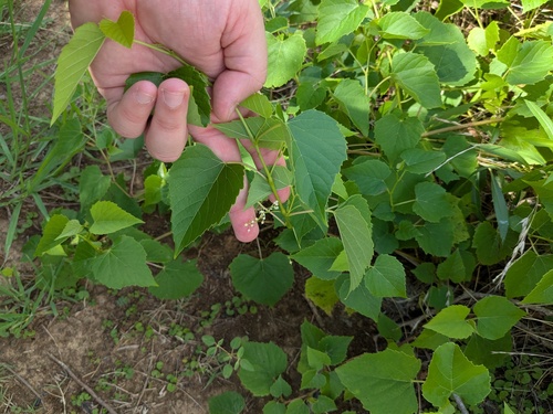 Heartleaf peppervine (Ampelopsis cordata)