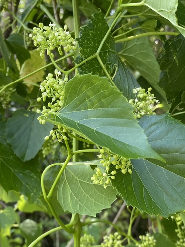 Heartleaf peppervine (Ampelopsis cordata)