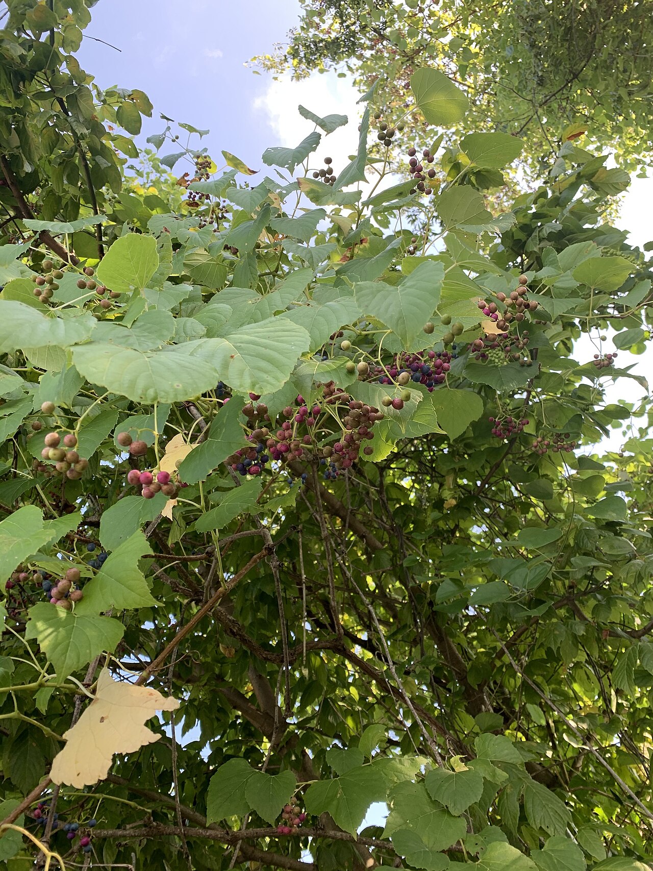 Heartleaf peppervine: Ampelopsis cordata (heart-leaf peppervine) - Rising Fawn, GA, US