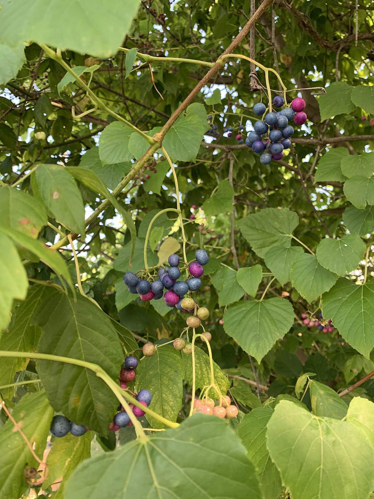 Heartleaf peppervine: Ampelopsis cordata (heart-leaf peppervine) - Rising Fawn, GA, US