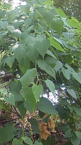 Heartleaf peppervine (Ampelopsis cordata)
