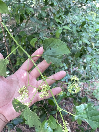 Heartleaf peppervine (Ampelopsis cordata)