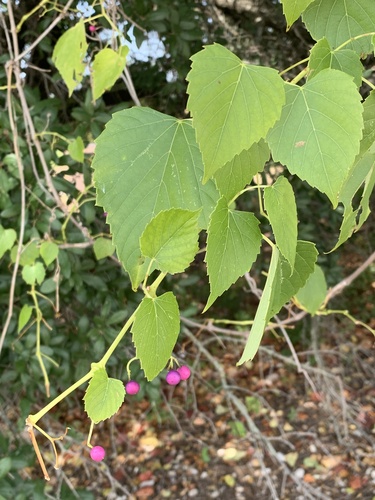 Heartleaf peppervine (Ampelopsis cordata)