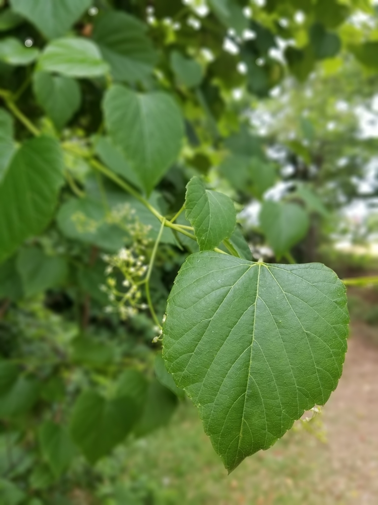 Heartleaf peppervine (Ampelopsis cordata)