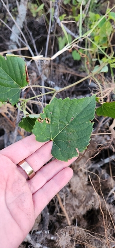 Heartleaf peppervine (Ampelopsis cordata)