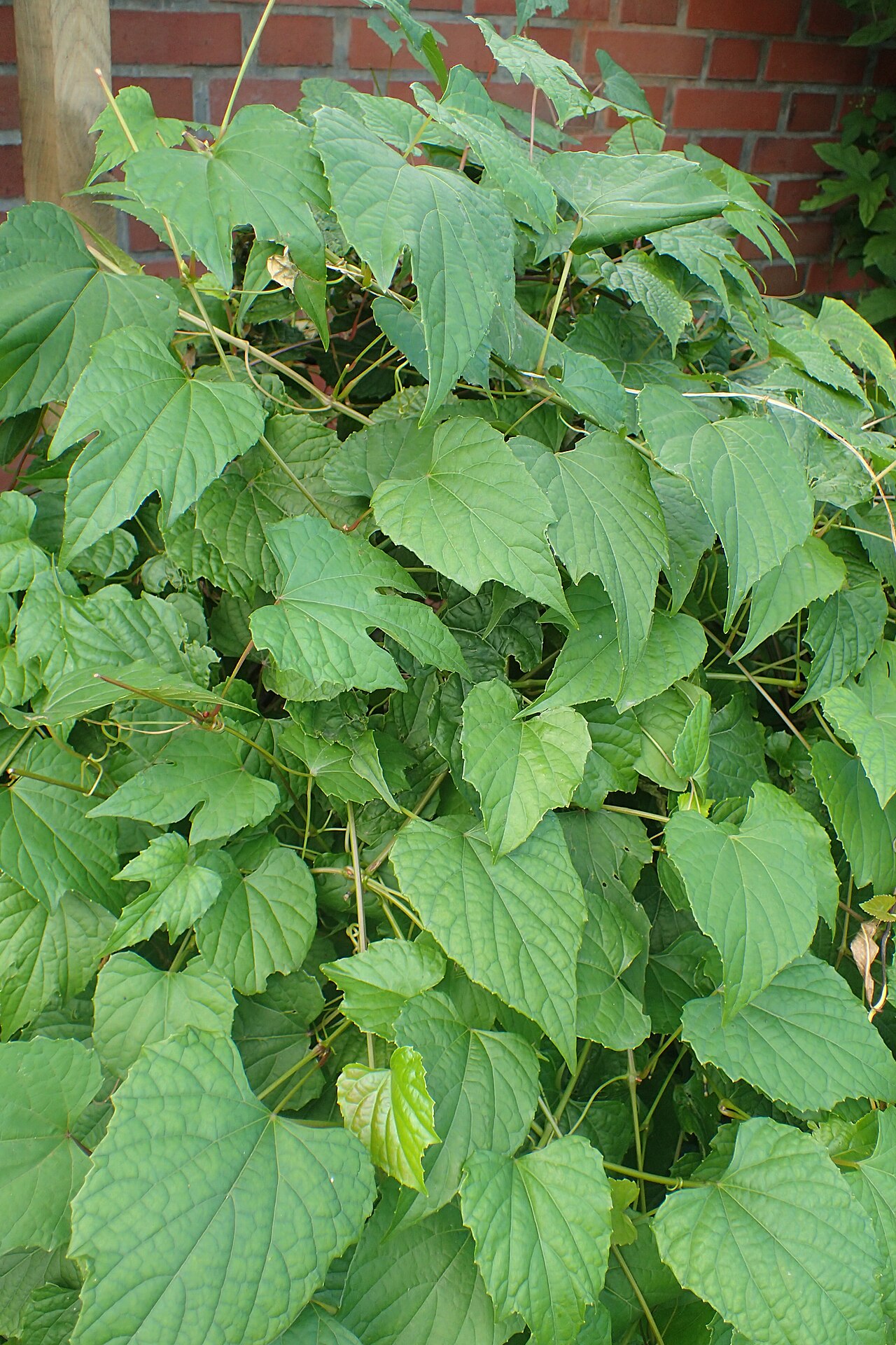 Heartleaf peppervine: Ampelopsis cordata in Wrocław University Botanical Garden