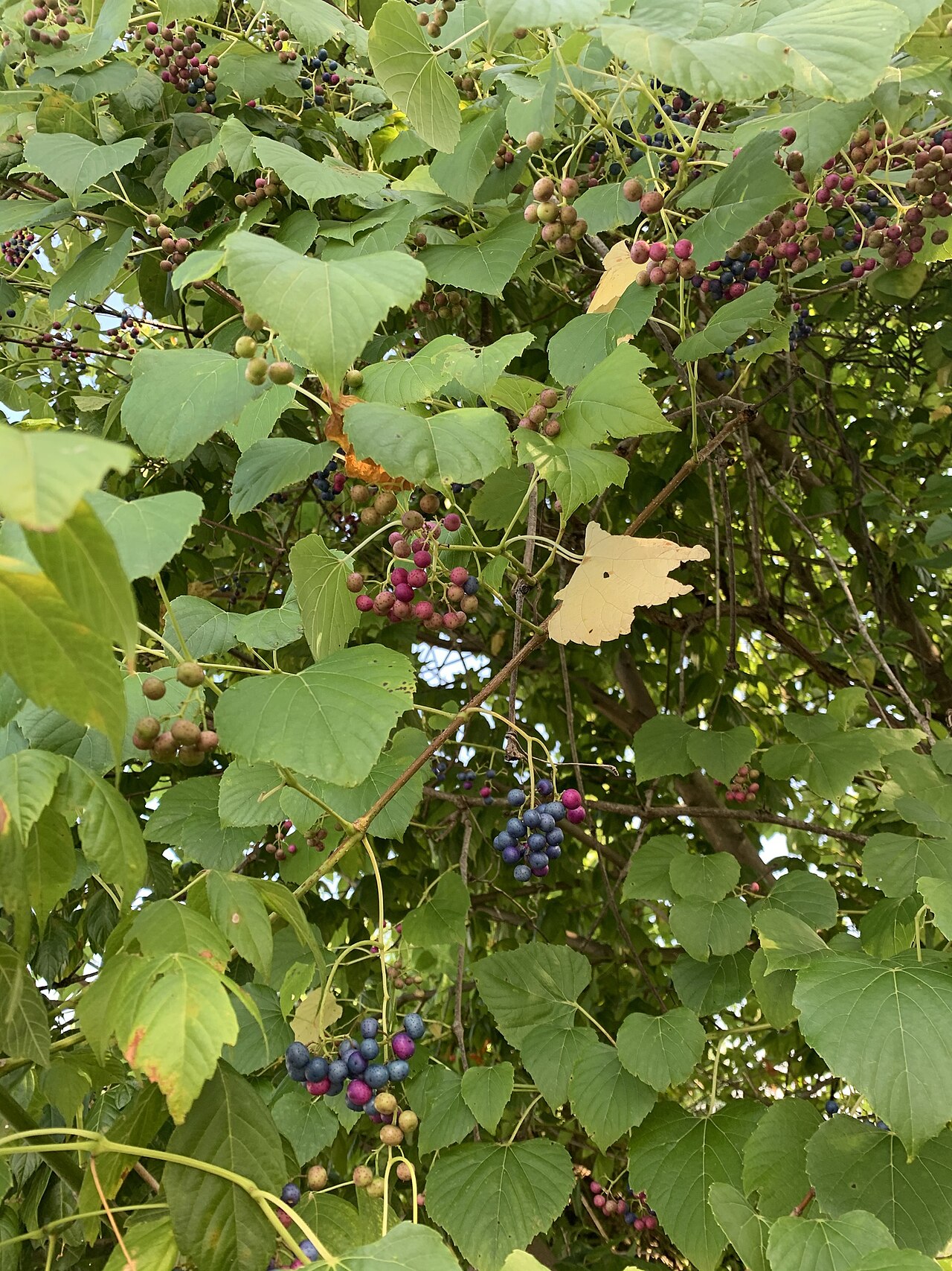 Heartleaf peppervine: Ampelopsis cordata (heart-leaf peppervine) - Rising Fawn, GA, US