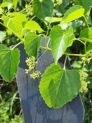 Heartleaf peppervine (Ampelopsis cordata)