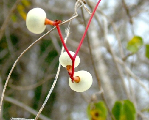 Ampelopsis denudata (Ampelopsis denudata)