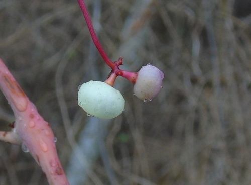Ampelopsis denudata (Ampelopsis denudata)
