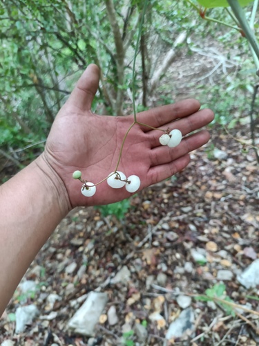 Ampelopsis denudata (Ampelopsis denudata)
