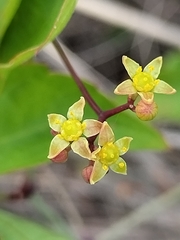 Ampelopsis denudata (Ampelopsis denudata)