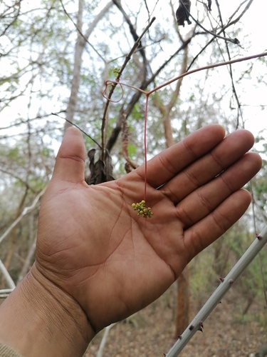 Ampelopsis denudata (Ampelopsis denudata)