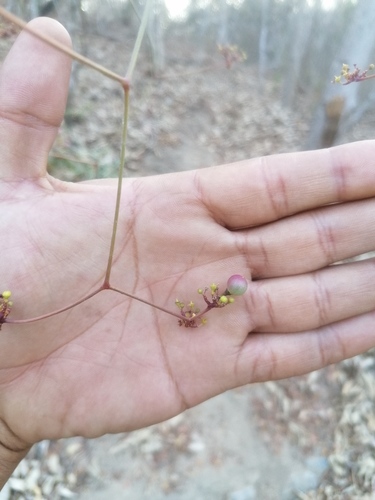 Ampelopsis denudata (Ampelopsis denudata)