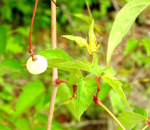 Ampelopsis denudata (Ampelopsis denudata)