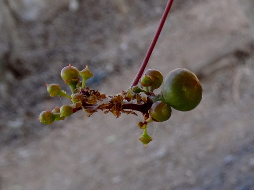 Ampelopsis denudata (Ampelopsis denudata)