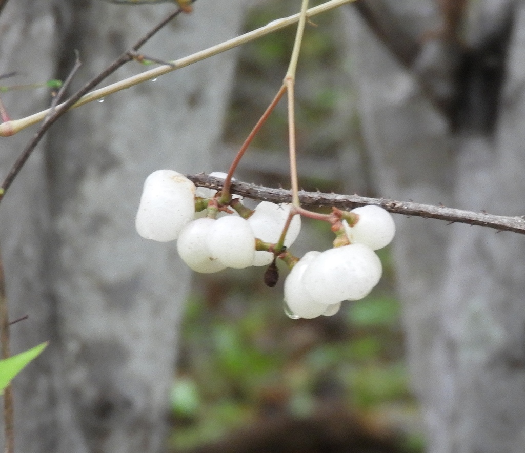 Ampelopsis denudata (Ampelopsis denudata)