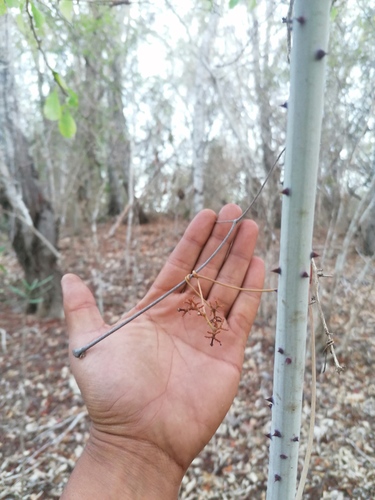 Ampelopsis denudata (Ampelopsis denudata)