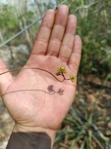 Ampelopsis denudata (Ampelopsis denudata)