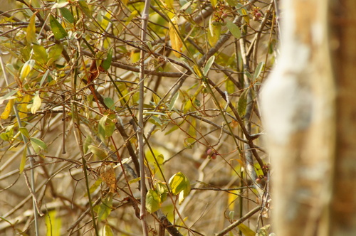 Ampelopsis denudata (Ampelopsis denudata)