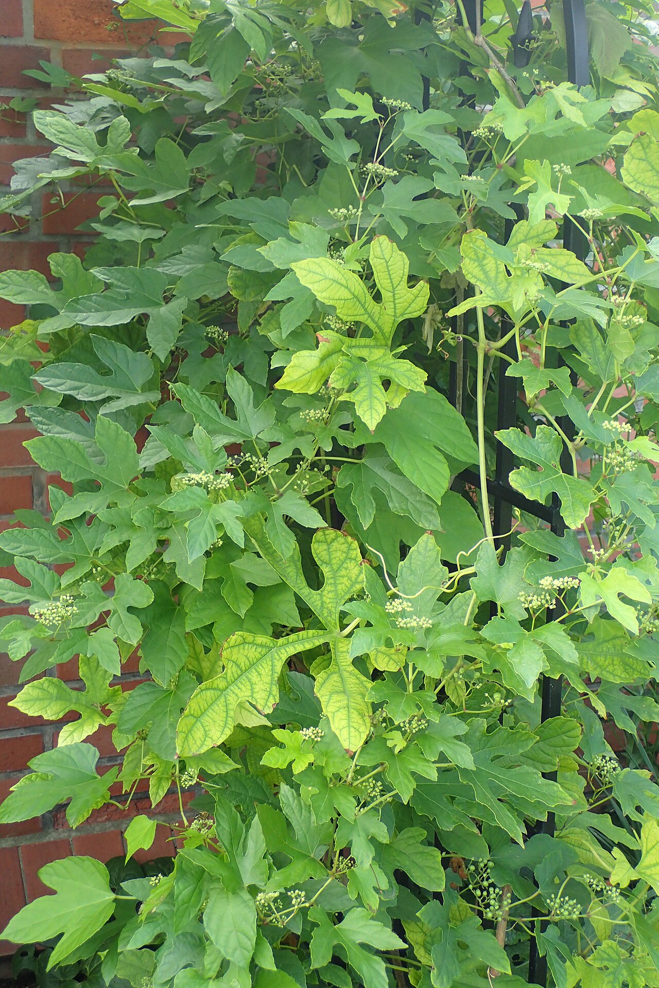 Ampelopsis glandulosa: Ampelopsis glandulosa in Wrocław University Botanical Garden
