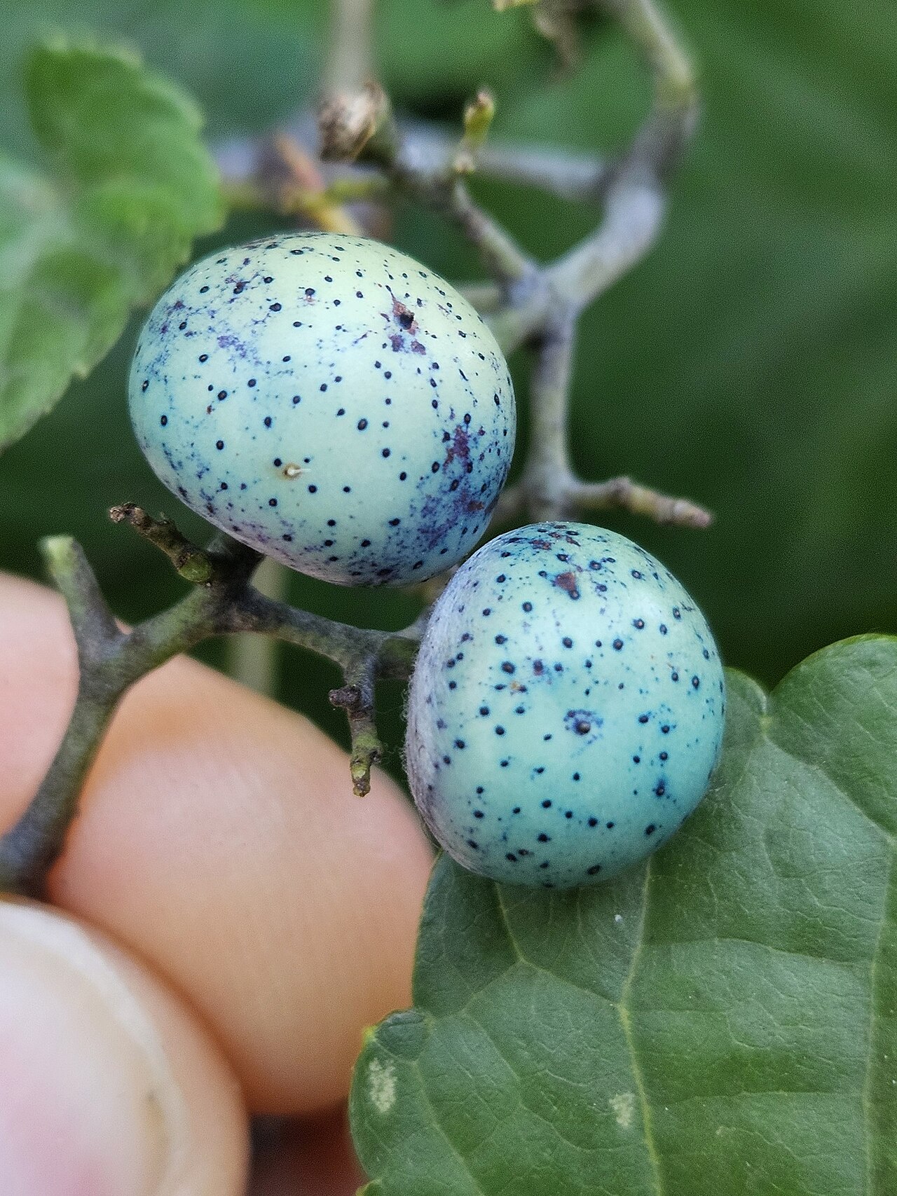 Ampelopsis glandulosa: Porcelain Berry ( Ampelopsis glandulosa ) in the United States