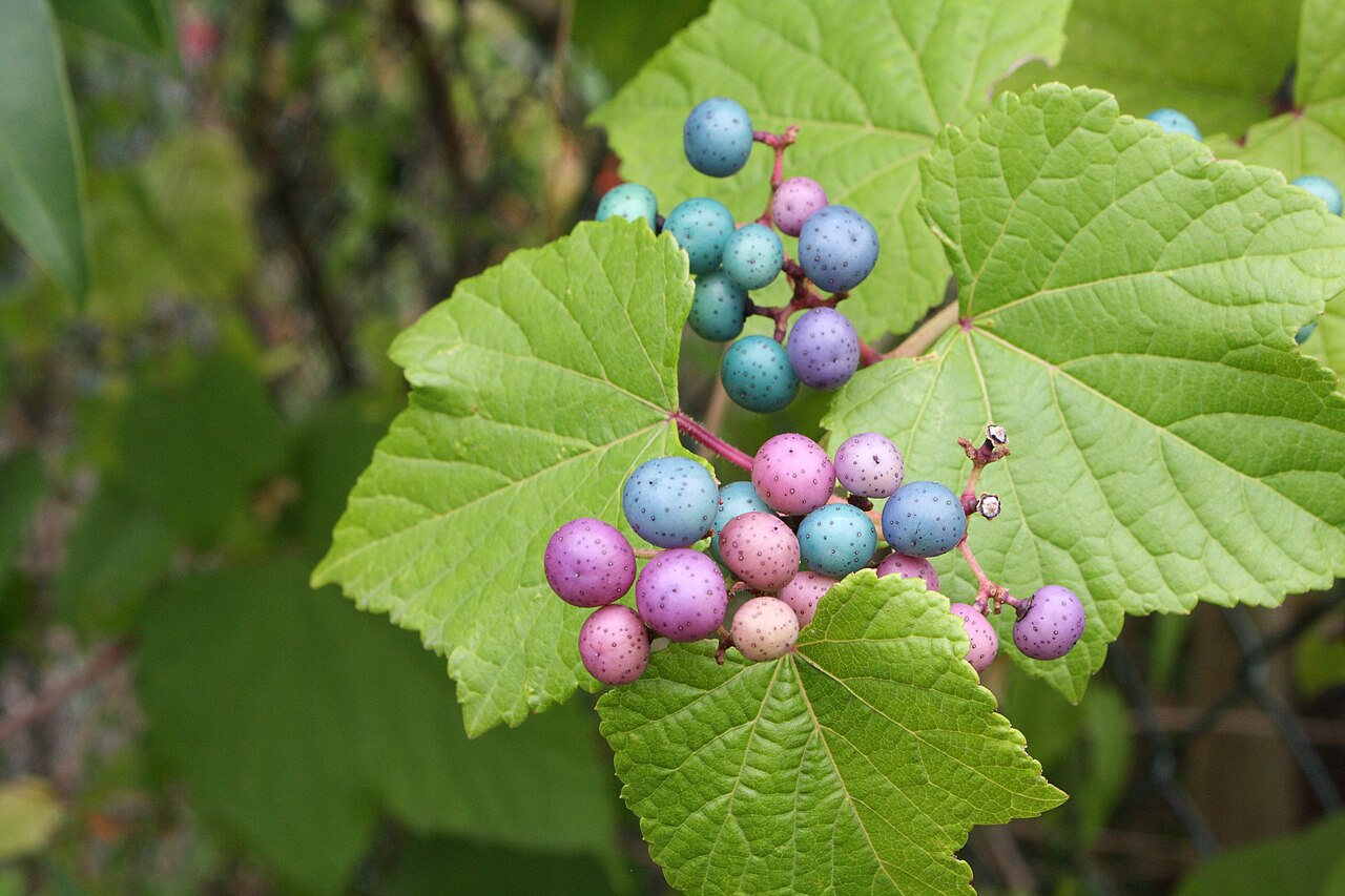 Ampelopsis glandulosa: Ampelopsis brevipedunculata