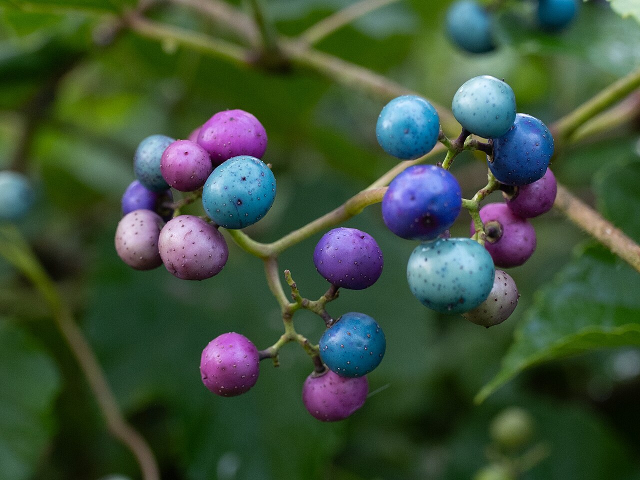 Ampelopsis glandulosa: Porcelain Berry ( Ampelopsis glandulosa ) in the United States