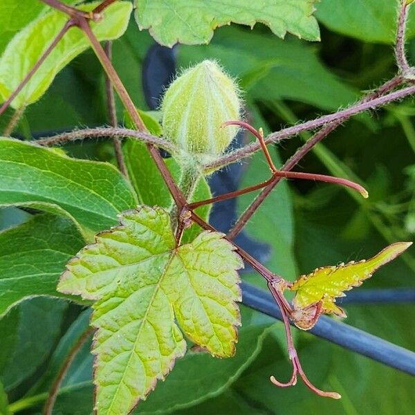 Ampelopsis glandulosa (Ampelopsis glandulosa)