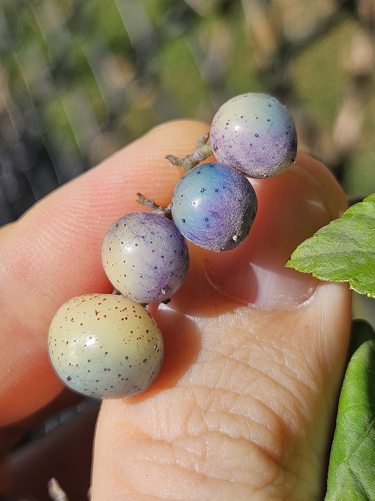 Ampelopsis glandulosa: Porcelain Berry ( Ampelopsis glandulosa ) in the United States