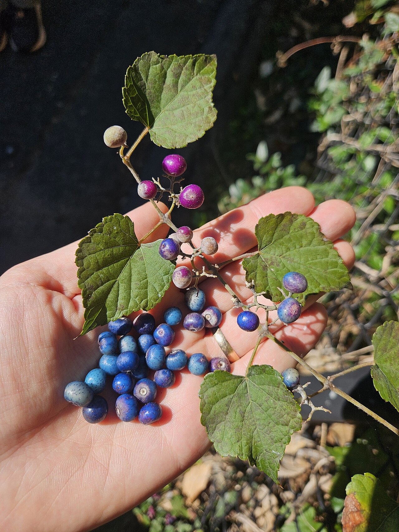 Ampelopsis glandulosa: Porcelain Berry ( Ampelopsis glandulosa ) in the United States