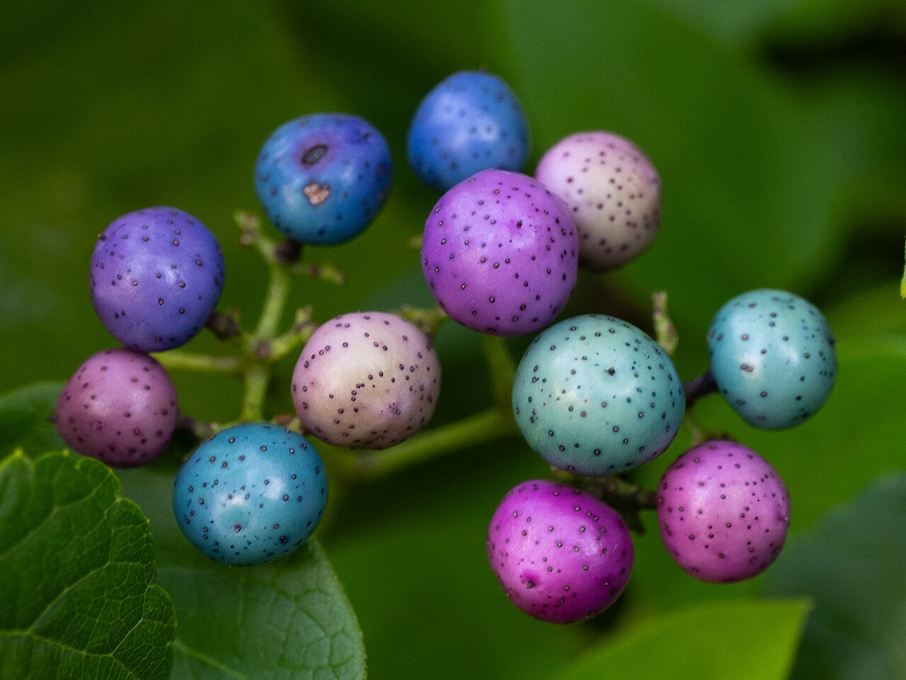 Ampelopsis glandulosa: Porcelain Berry ( Ampelopsis glandulosa ) in the United States