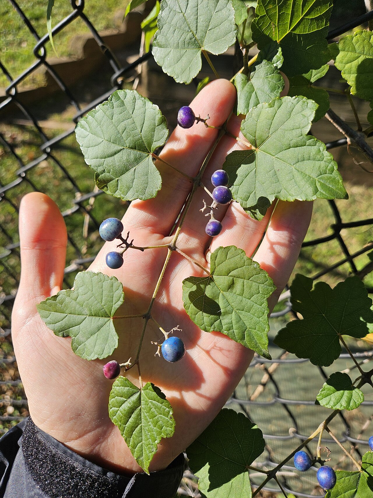Ampelopsis glandulosa: Porcelain Berry ( Ampelopsis glandulosa ) in the United States