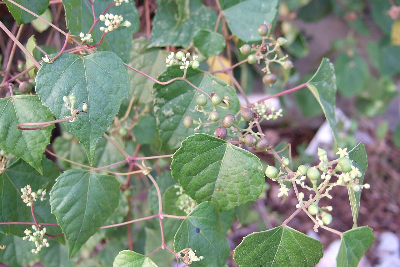 Ampelopsis glandulosa: Ampelopsis brevipedunculata; Soaⁿ-phô-tô; 山葡萄