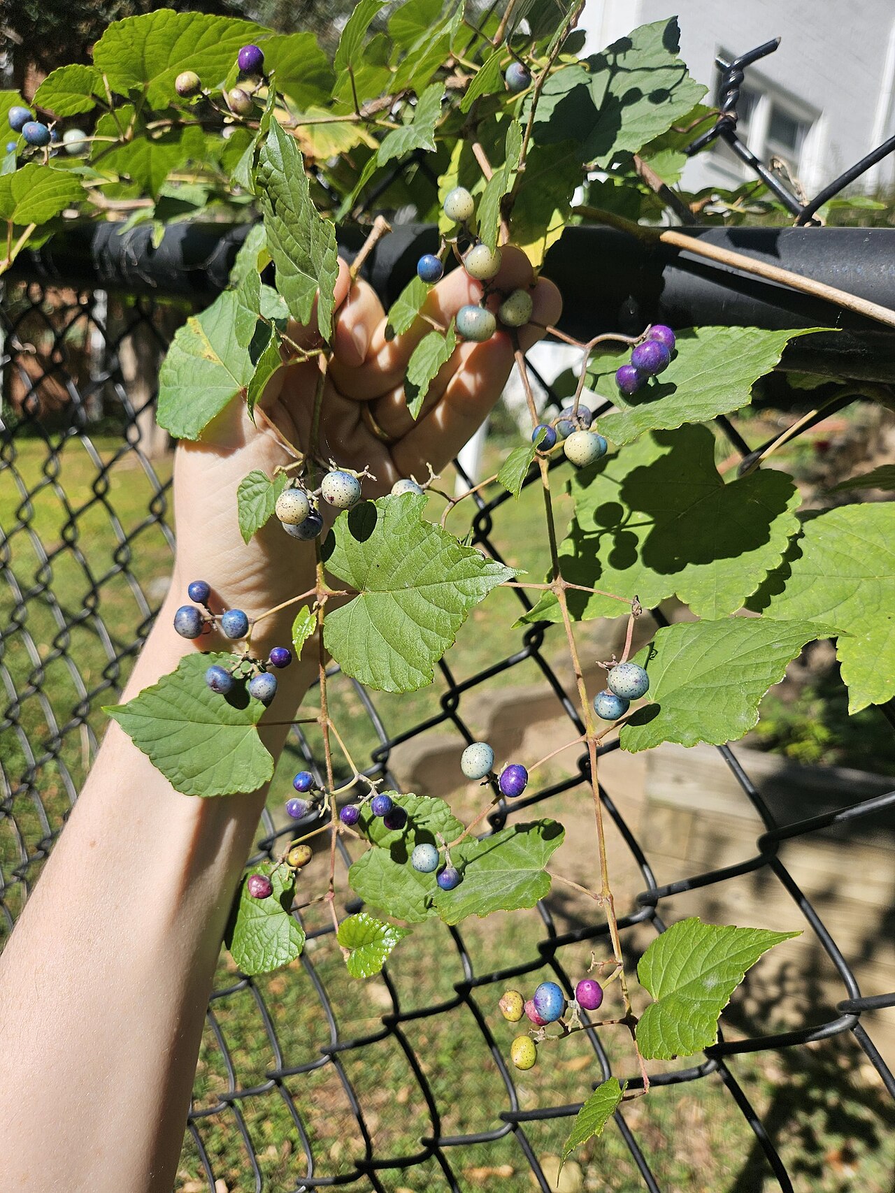 Ampelopsis glandulosa: Porcelain Berry ( Ampelopsis glandulosa ) in the United States