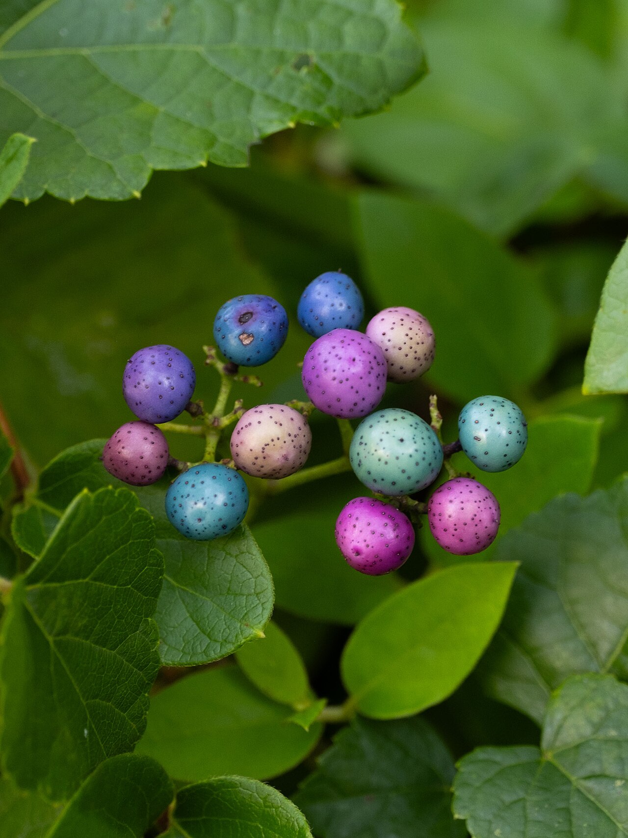 Ampelopsis glandulosa: Porcelain Berry ( Ampelopsis glandulosa ) in the United States