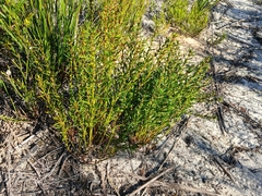 Amperea ericoides (Amperea ericoides)
