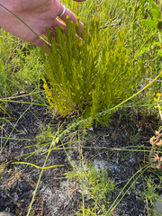 Amperea ericoides (Amperea ericoides)