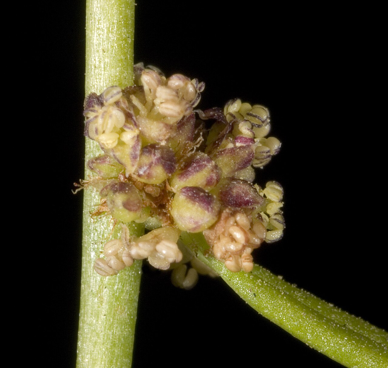 Amperea protensa: KRT3185