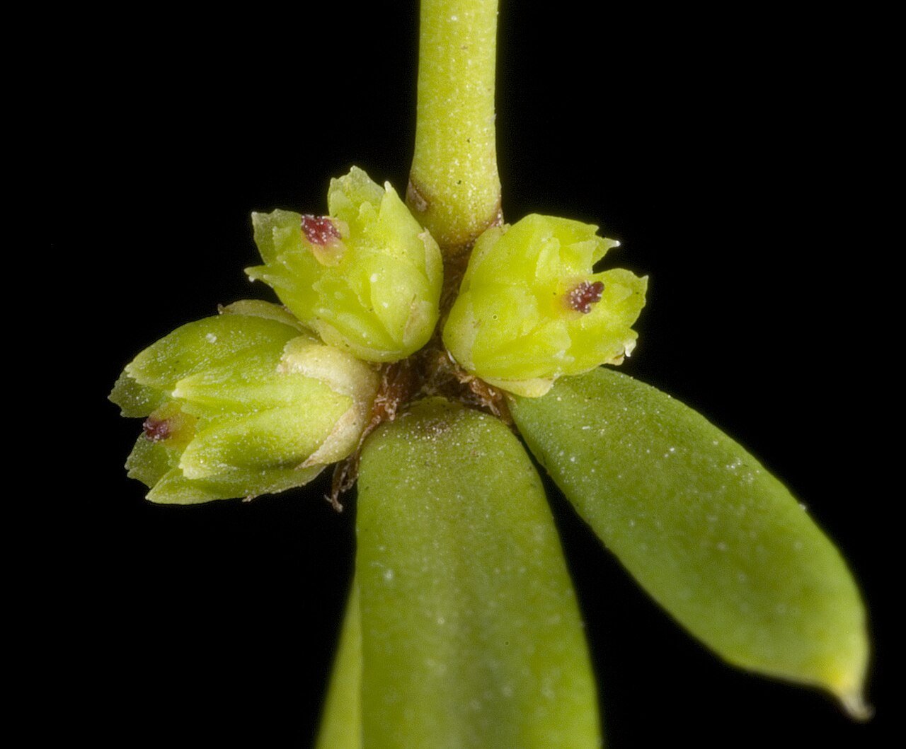 Amperea protensa: KRT3186