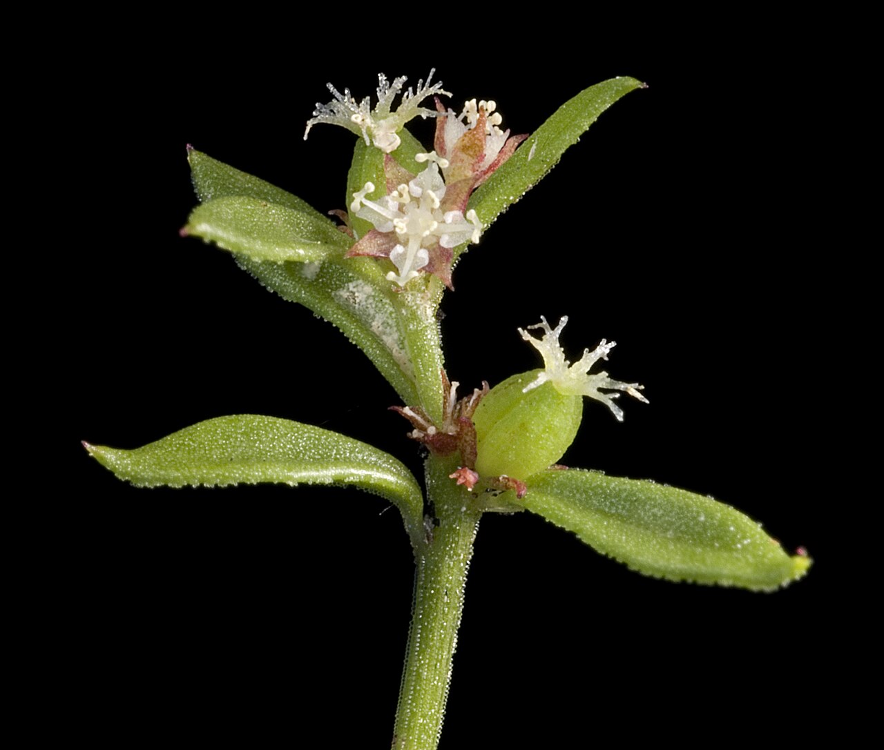 Amperea simulans: KRT3470