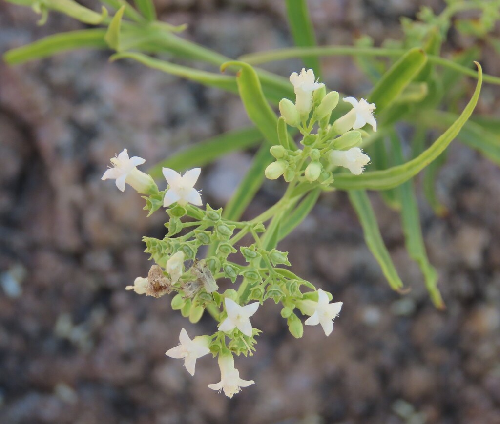Amphiasma benguellense (Amphiasma benguellense)