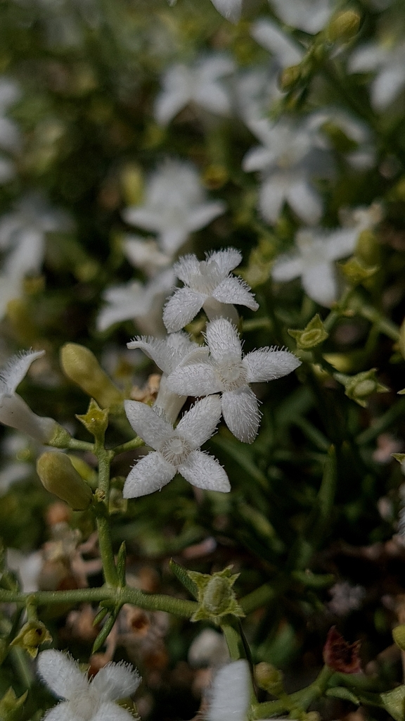 Amphiasma divaricatum (Amphiasma divaricatum)