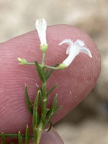 Amphiasma divaricatum (Amphiasma divaricatum)