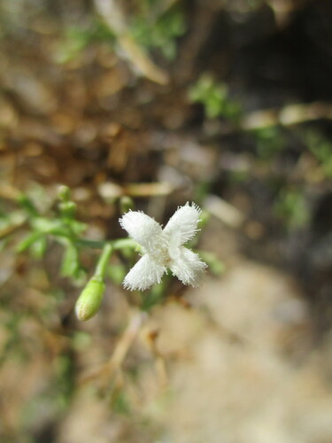 Amphiasma divaricatum (Amphiasma divaricatum)