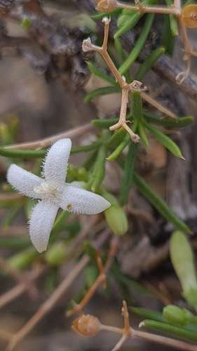 Amphiasma divaricatum (Amphiasma divaricatum)